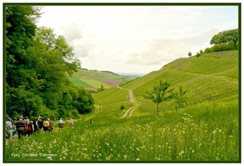 Wanderung durch die Weinberge am Schloßberg in Castell Wanderung durch die Weinberge am Schloßberg in Castell